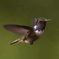 Volcano Hummingbird